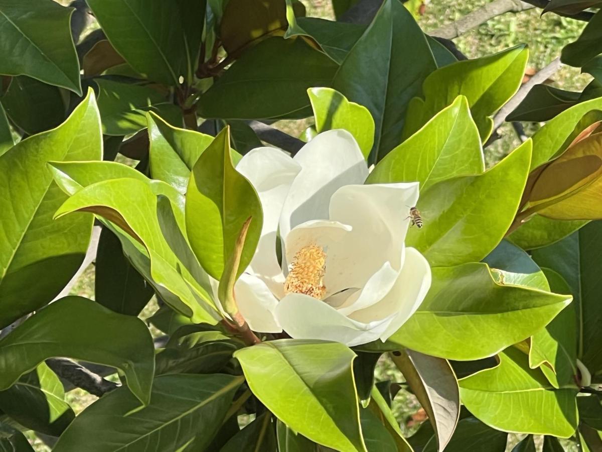 Appartement Magnolia